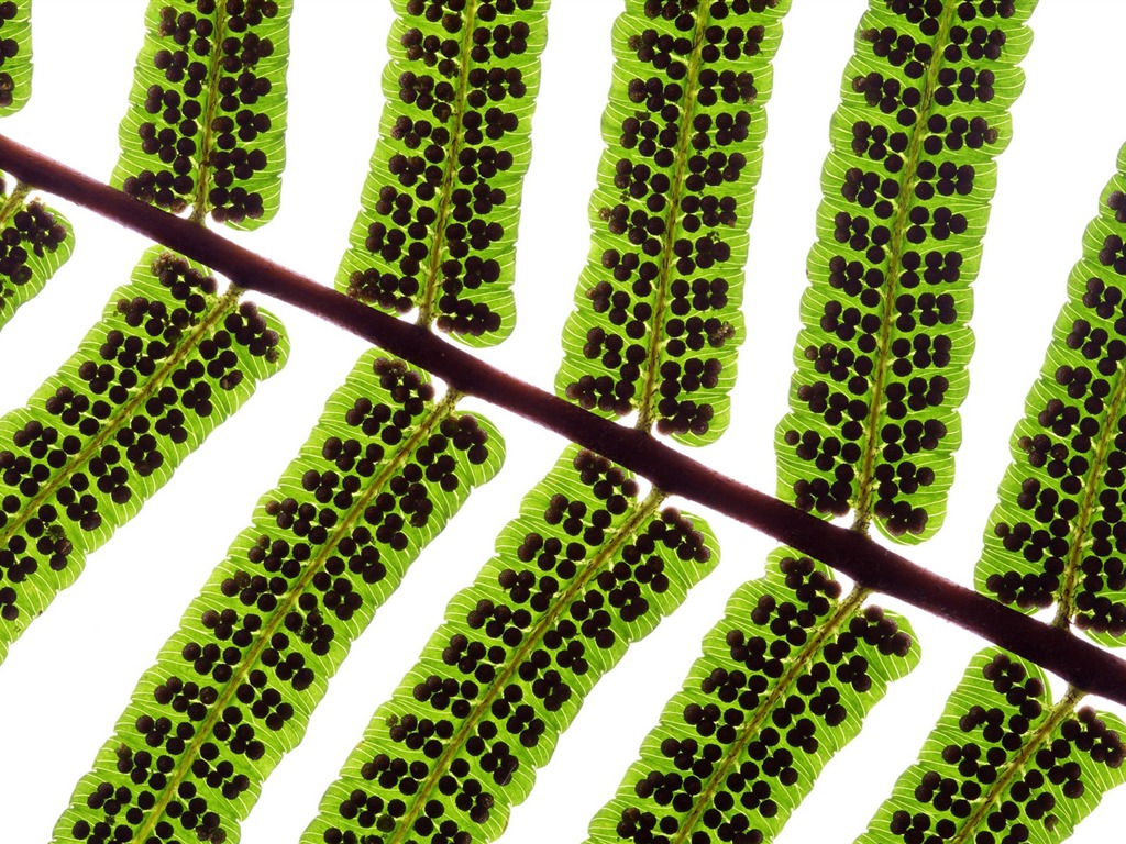 Les feuilles vertes fond d'écran #4 - 1024x768
