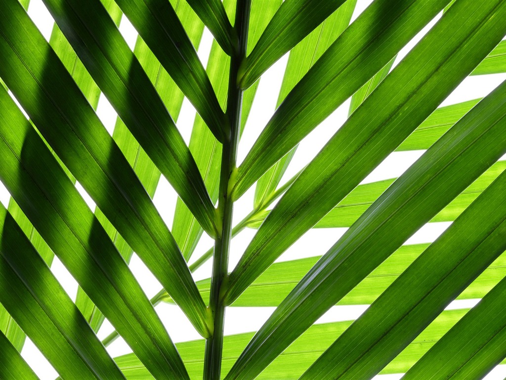 Les feuilles vertes fond d'écran #14 - 1024x768