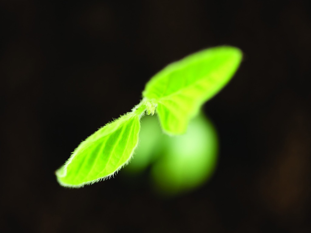 刚发芽的嫩绿幼苗 高清壁纸5 - 1024x768