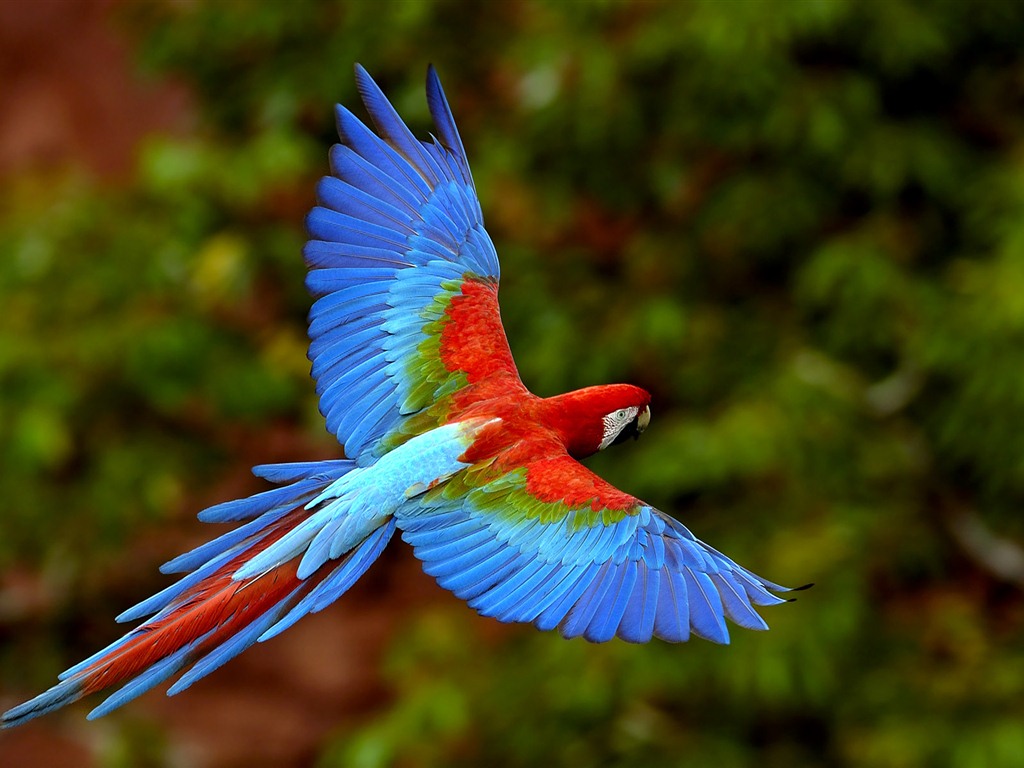 윈도우 7 배경 화면 : 아름다운 새들 #9 - 1024x768