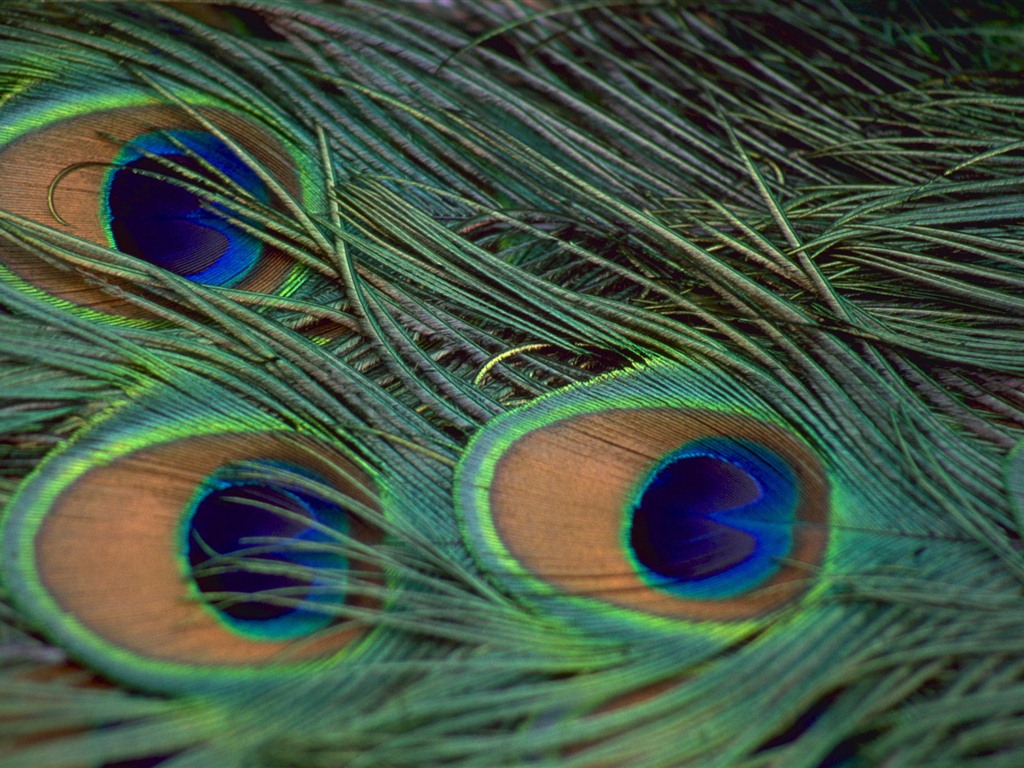 윈도우 7 배경 화면 : 아름다운 새들 #14 - 1024x768