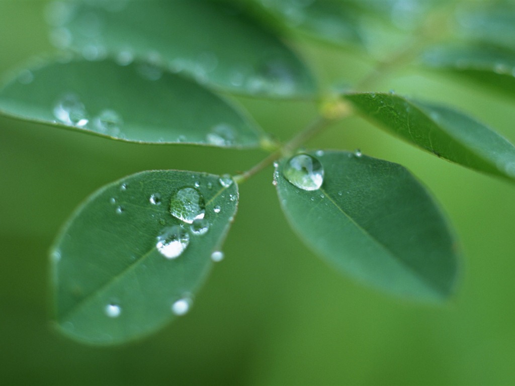 물방울의 HD 월페이퍼와 녹색 잎 #12 - 1024x768