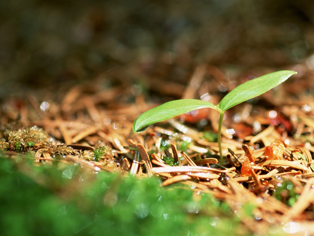 The fresh green shoots close-up wallpaper #2 - 1024x768