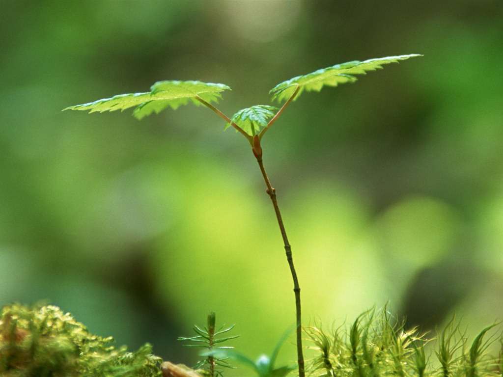 The fresh green shoots close-up wallpaper #22 - 1024x768