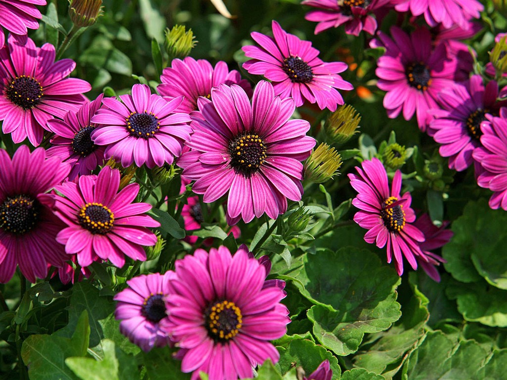 Hermosas flores de caléndula fondos de pantalla #2 - 1024x768