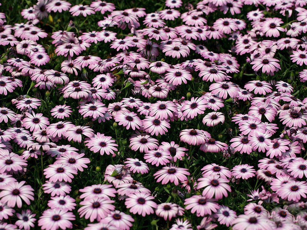 Schöne Blumen Ringelblume wallpapers #8 - 1024x768
