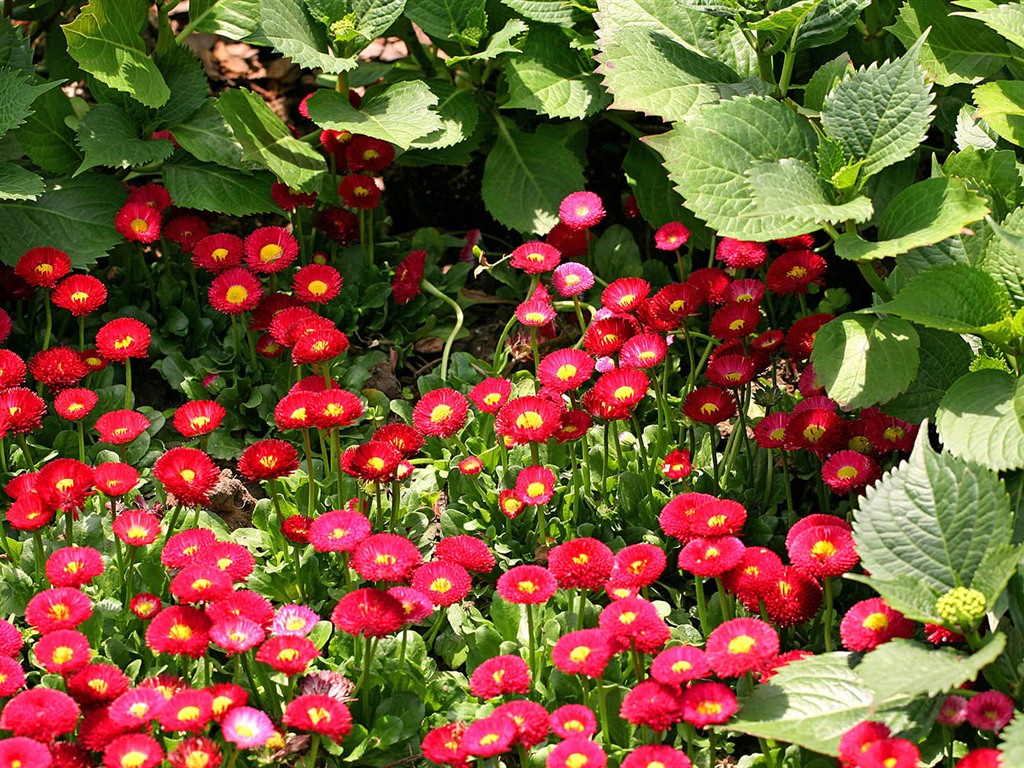 Sedmikrásky květiny close-up tapety HD #3 - 1024x768