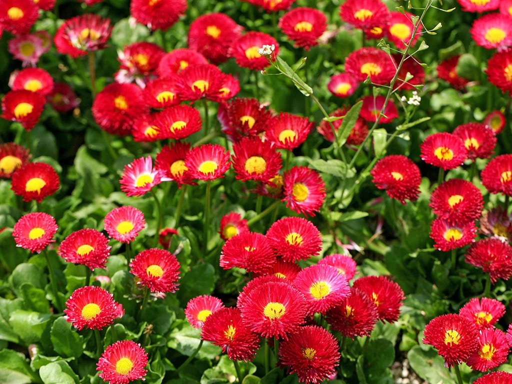 Sedmikrásky květiny close-up tapety HD #4 - 1024x768