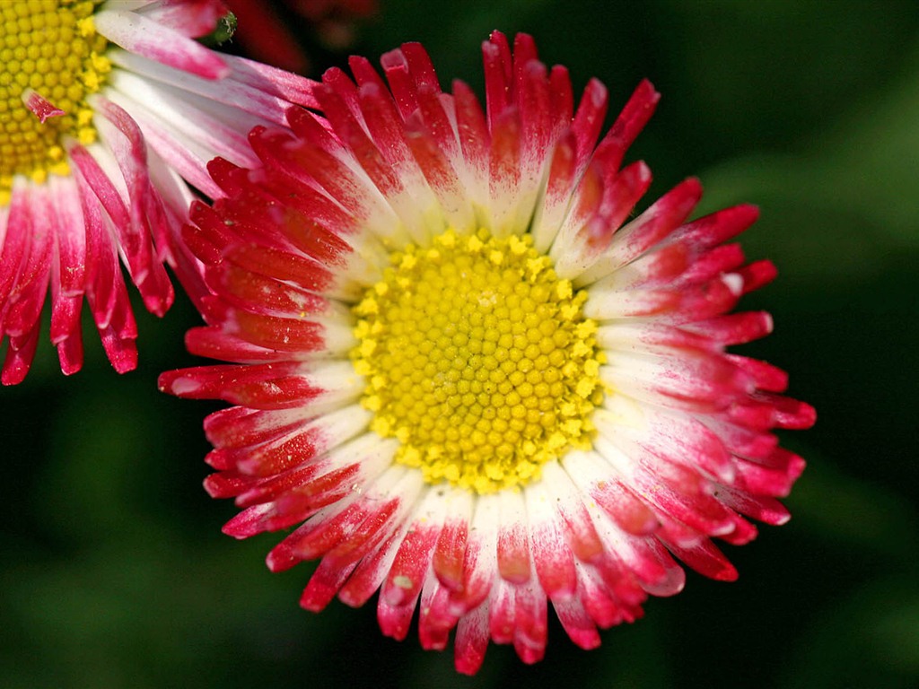 Sedmikrásky květiny close-up tapety HD #6 - 1024x768
