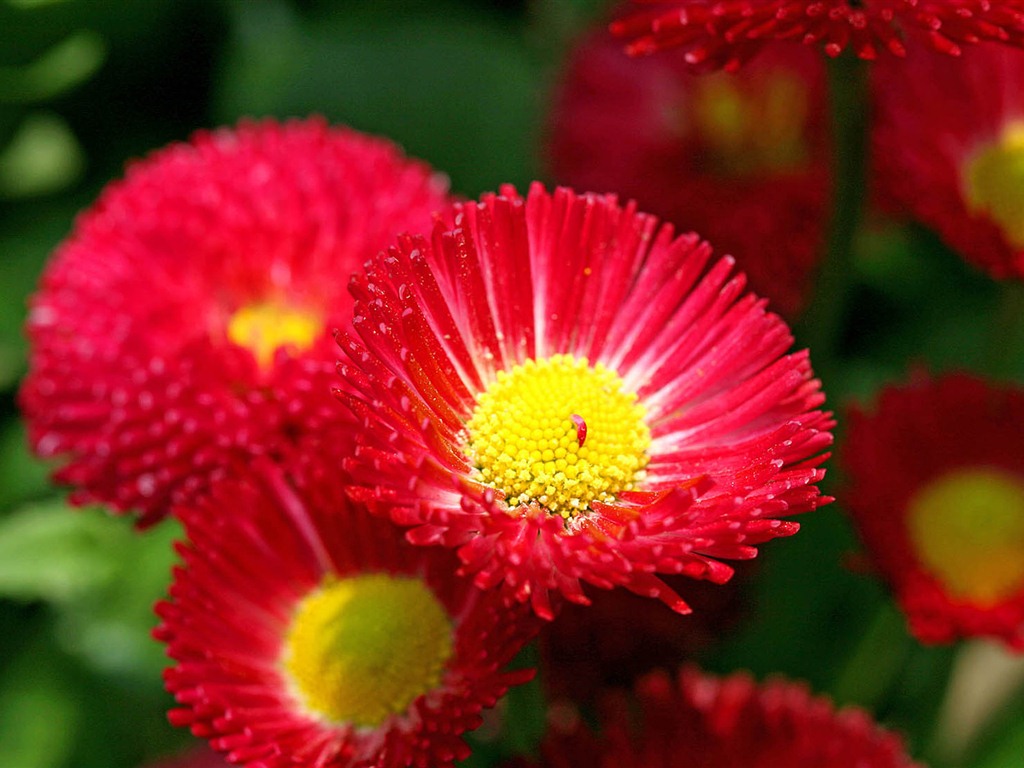 Sedmikrásky květiny close-up tapety HD #9 - 1024x768