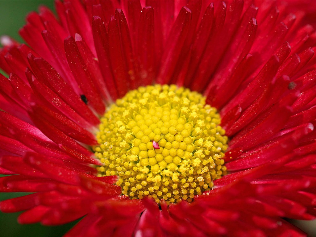 Sedmikrásky květiny close-up tapety HD #10 - 1024x768
