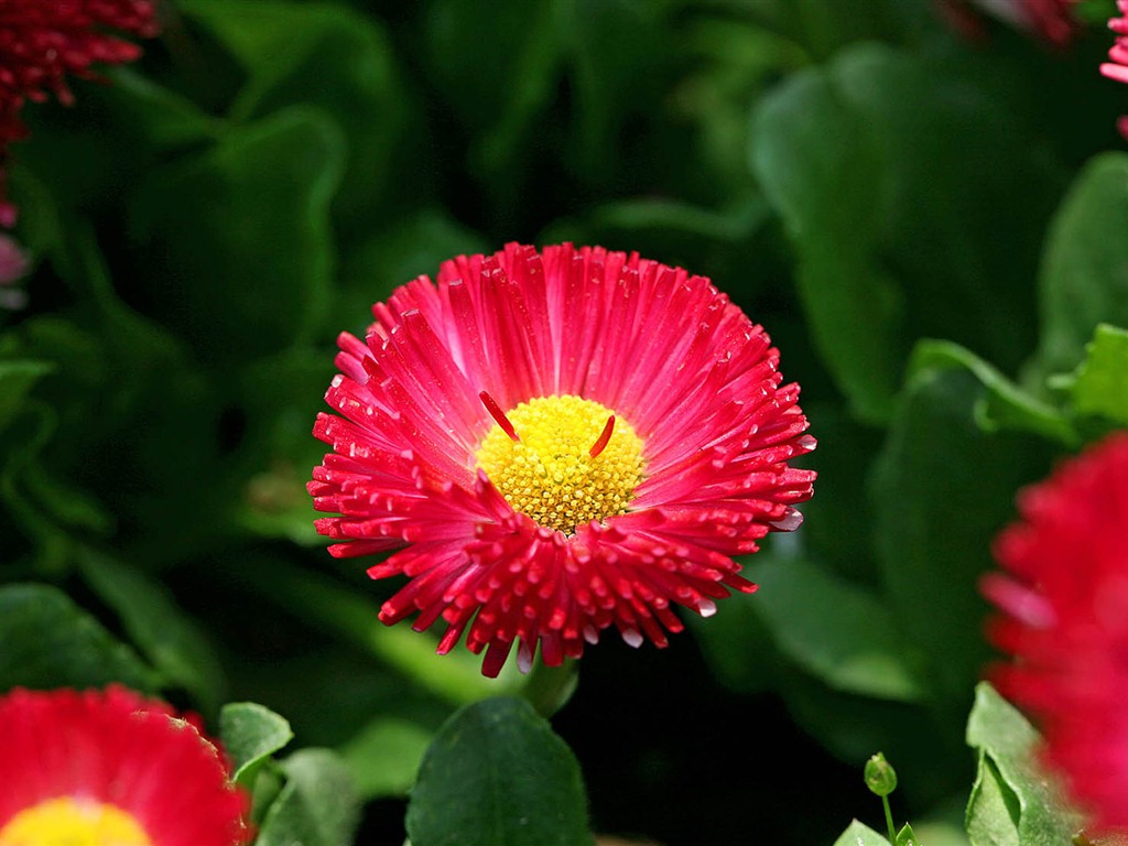 Sedmikrásky květiny close-up tapety HD #11 - 1024x768