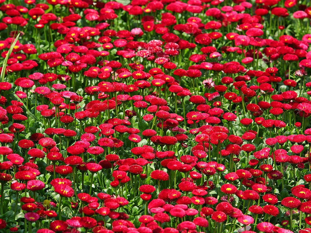 Sedmikrásky květiny close-up tapety HD #12 - 1024x768