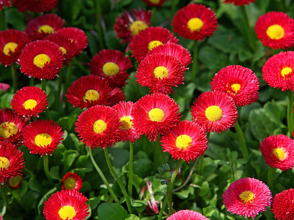 Sedmikrásky květiny close-up tapety HD #13 - 1024x768