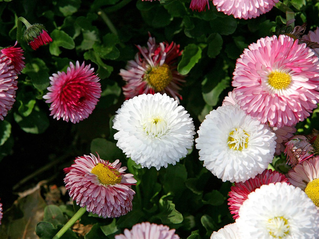 Daisies flowers close-up HD wallpapers #14 - 1024x768