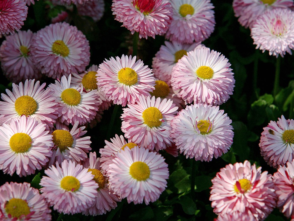 Fleurs marguerites close-up Fonds d'écran HD #15 - 1024x768