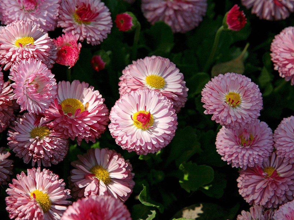 Sedmikrásky květiny close-up tapety HD #16 - 1024x768