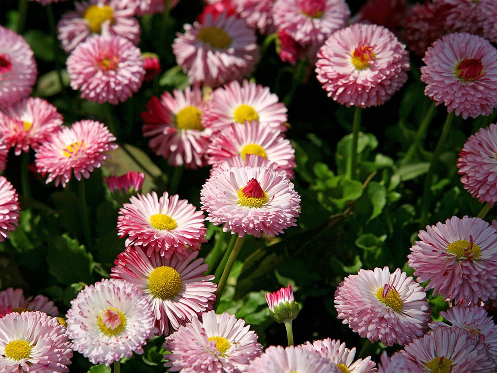 Fleurs marguerites close-up Fonds d'écran HD #17 - 1024x768