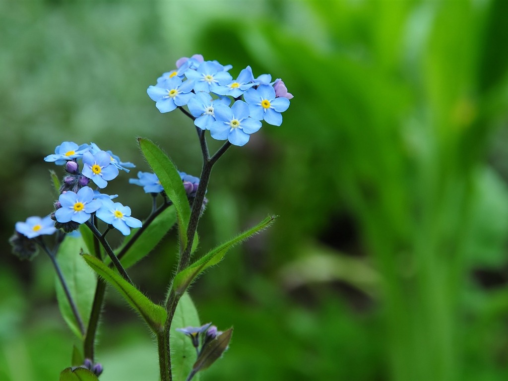 Small and beautiful forget-me-flowers HD wallpaper #12 - 1024x768