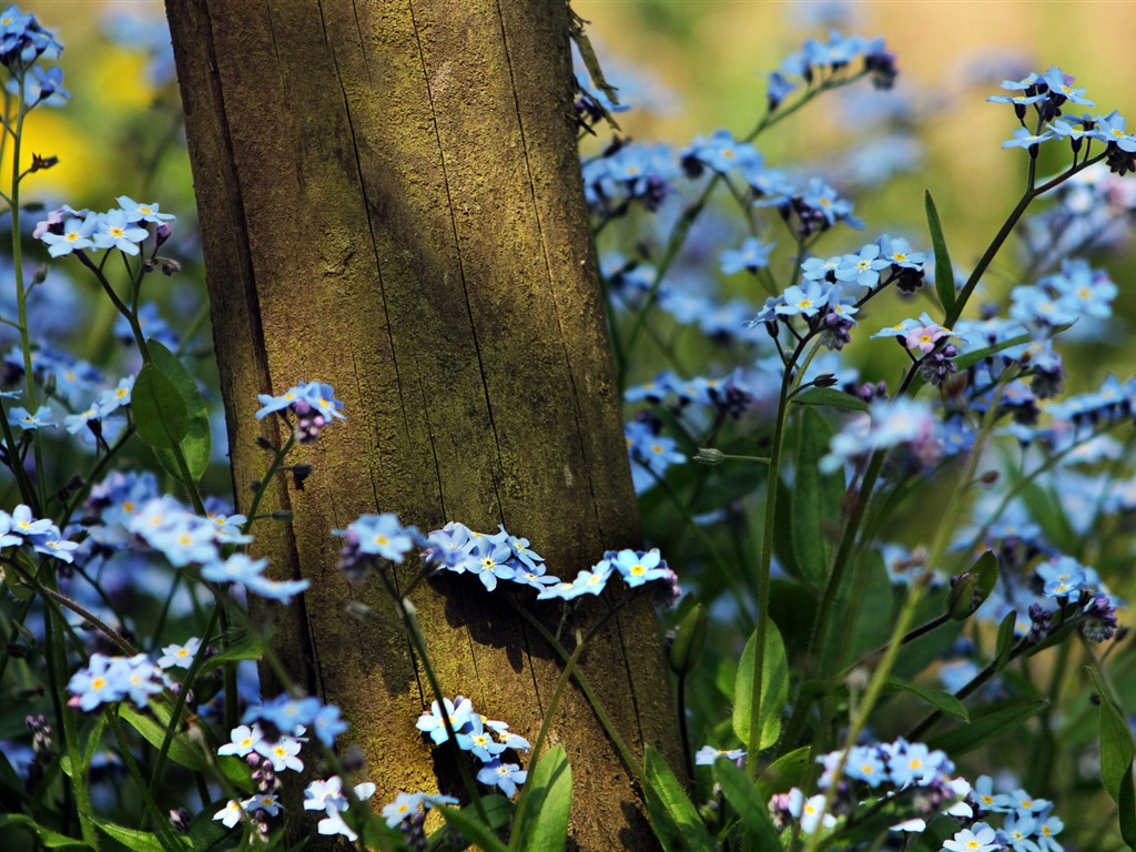 Malé a krásné forget-me-květiny HD tapetu #15 - 1024x768