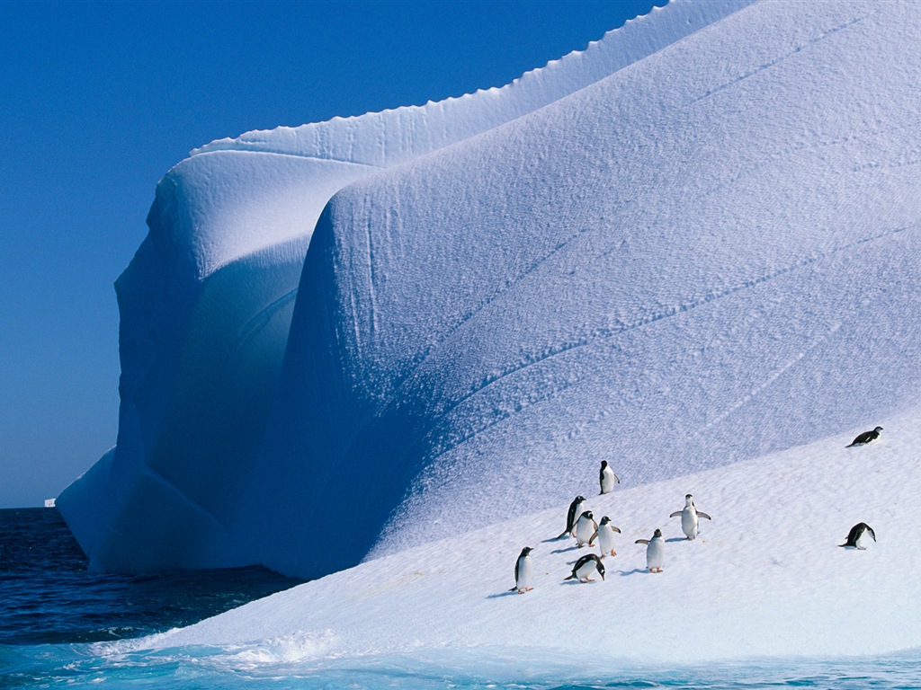 Windowsの8壁紙：南極、雪の風景、南極のペンギン #1 - 1024x768