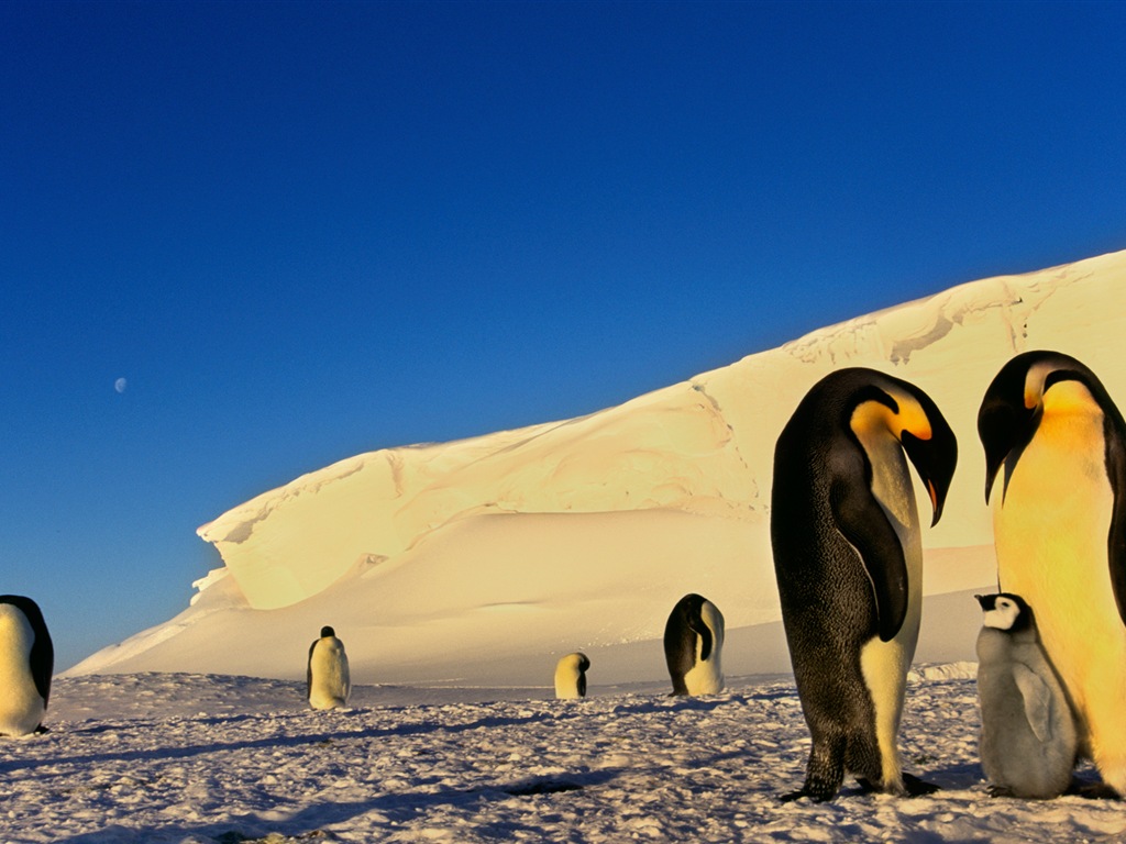 Windowsの8壁紙：南極、雪の風景、南極のペンギン #3 - 1024x768