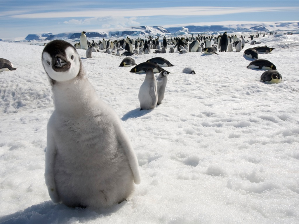 Windows 8 壁纸：南极洲，冰雪风景，南极企鹅4 - 1024x768