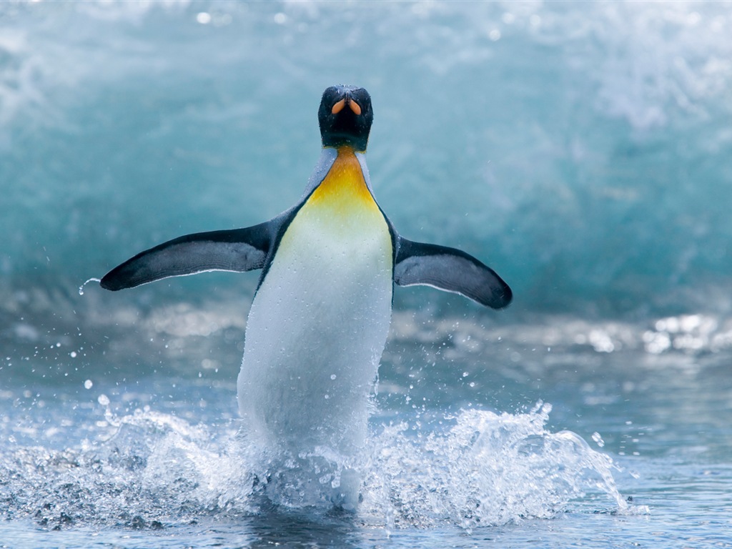Windows 8 обоев: Антарктика, Snow пейзажи, антарктические пингвины #6 - 1024x768