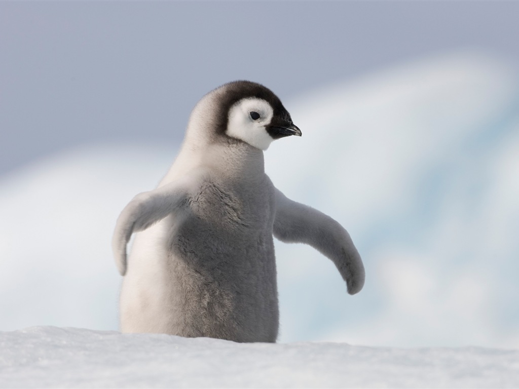 Windowsの8壁紙：南極、雪の風景、南極のペンギン #8 - 1024x768