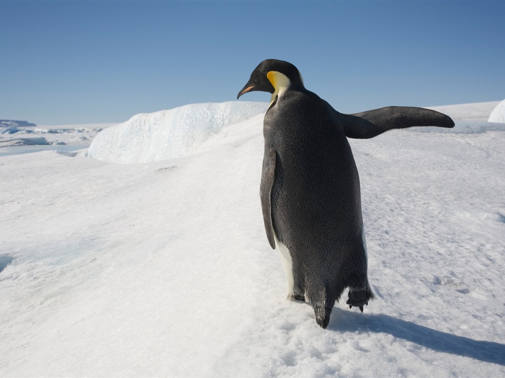 Windowsの8壁紙：南極、雪の風景、南極のペンギン #10 - 1024x768