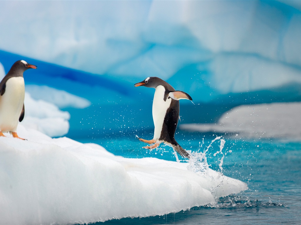 Windows 8 Wallpaper: Antarktis, Schnee Landschaft der Antarktis Pinguine #12 - 1024x768