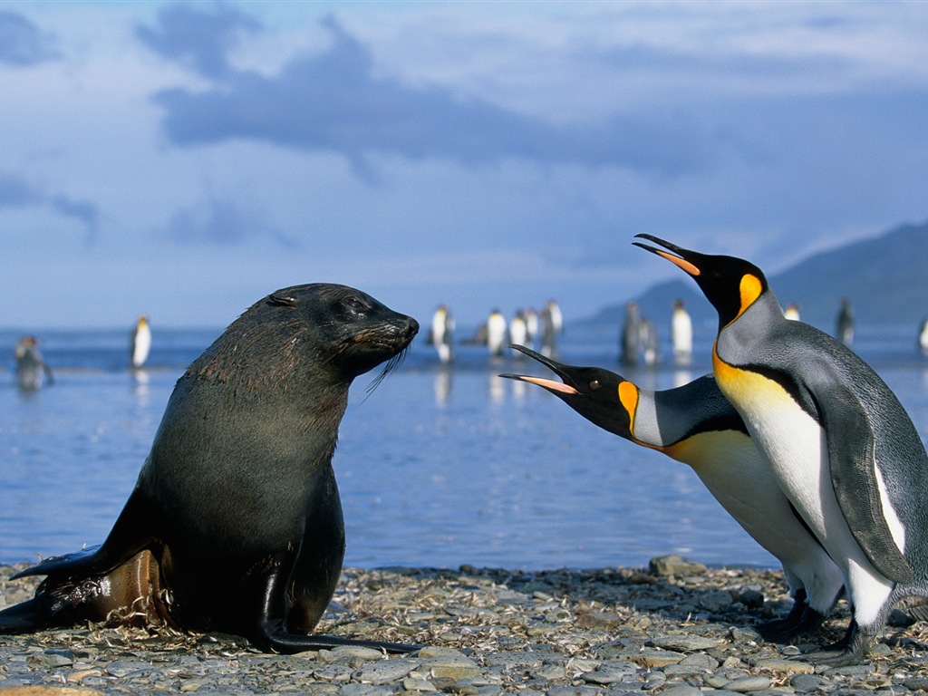 Windows 8 обоев: Антарктика, Snow пейзажи, антарктические пингвины #14 - 1024x768