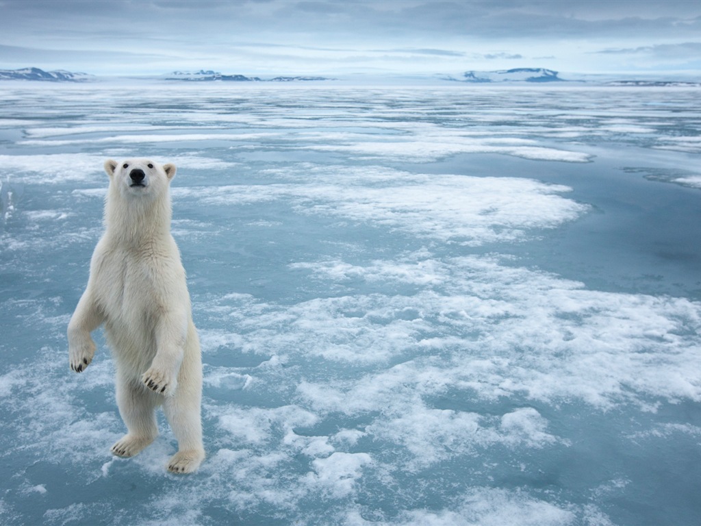윈도우 8 배경 화면 : 북극의 자연 생태 경관, 북극 동물 #6 - 1024x768