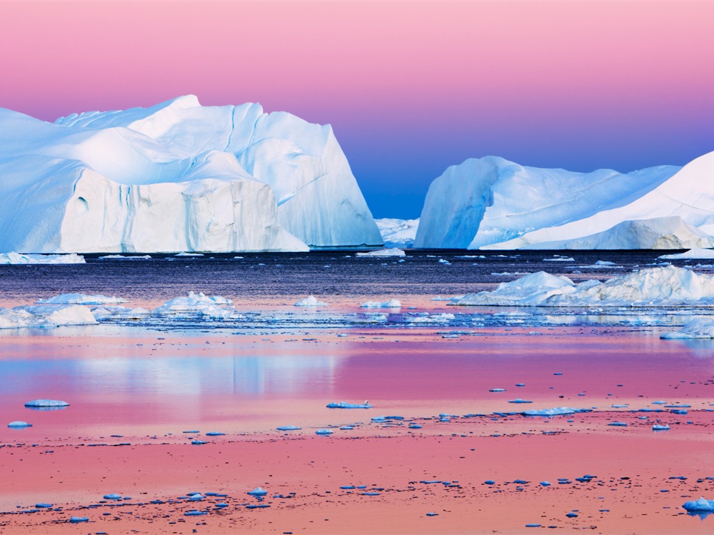 윈도우 8 배경 화면 : 북극의 자연 생태 경관, 북극 동물 #7 - 1024x768