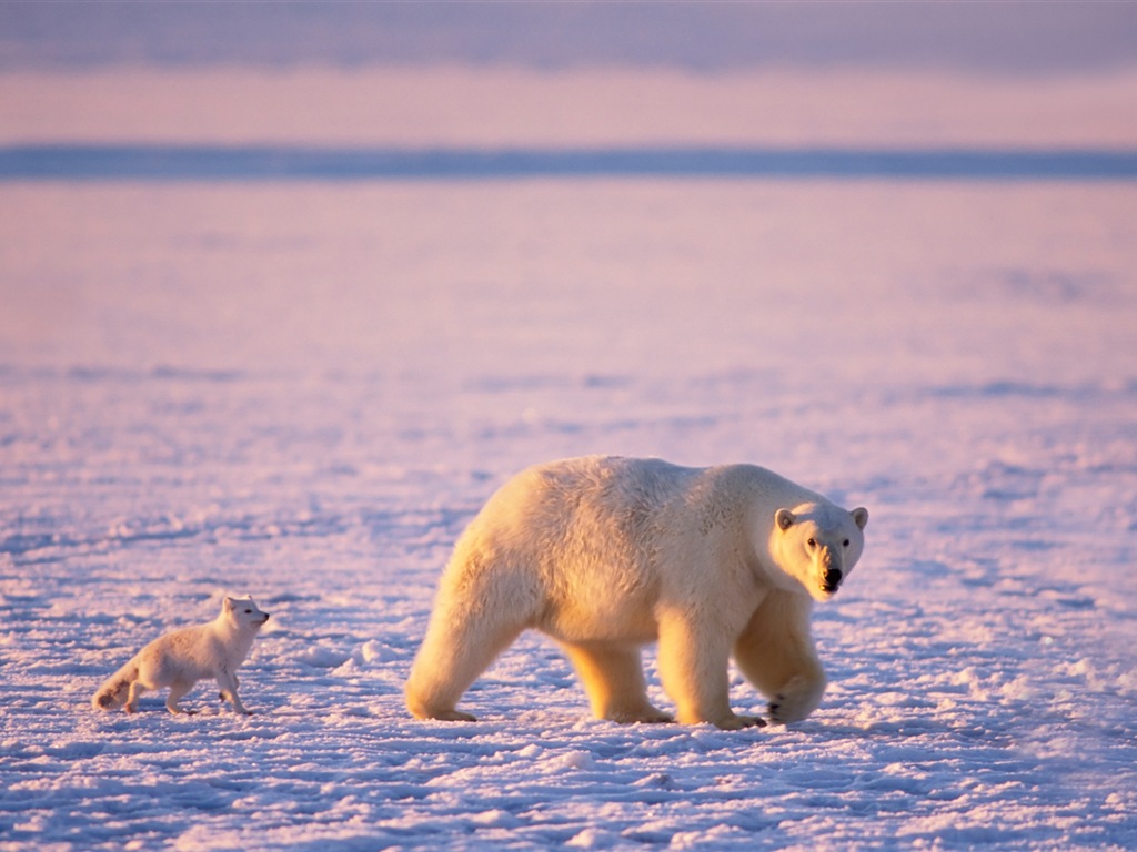 윈도우 8 배경 화면 : 북극의 자연 생태 경관, 북극 동물 #10 - 1024x768