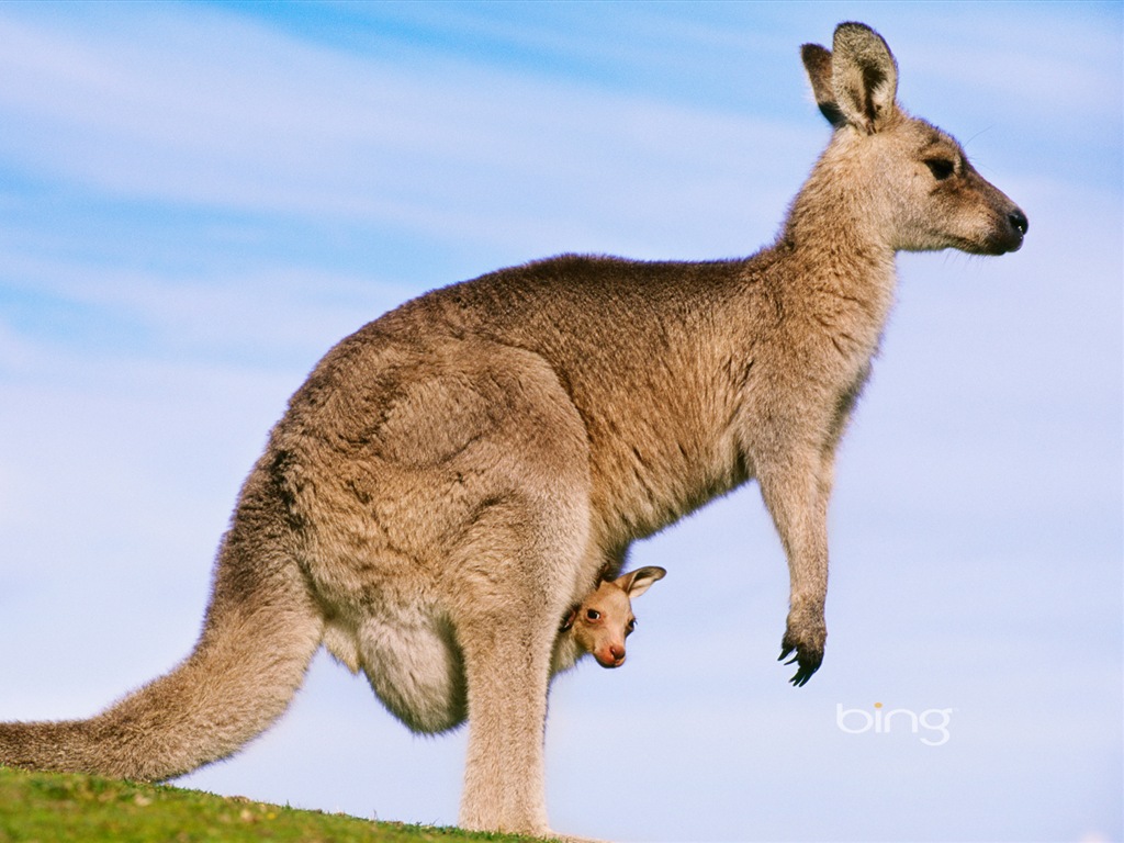 Bing 必应 澳大利亚主题高清壁纸，动物，自然，建筑1 - 1024x768