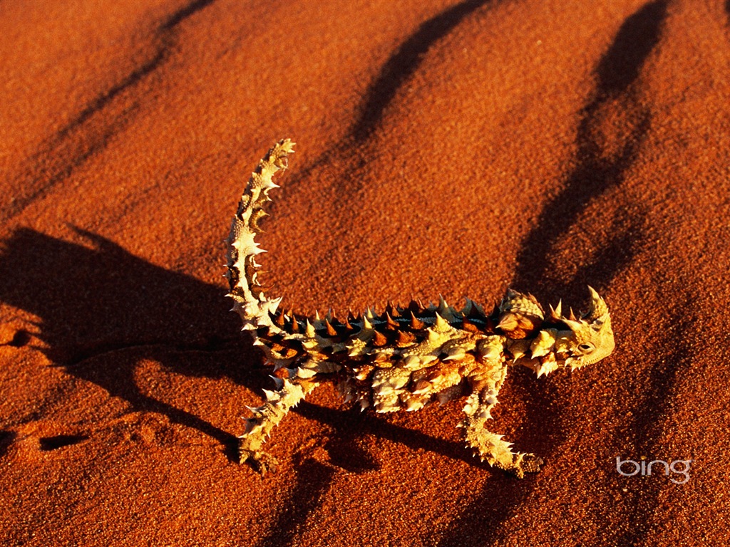 Bing Australie thème fonds d'écran HD, animaux, nature, bâtiments #7 - 1024x768