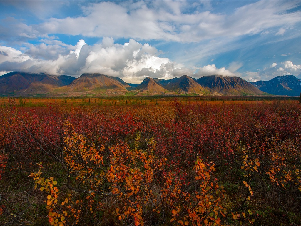 Denali National Park 迪納利國家公園 高清風景壁紙 #9 - 1024x768