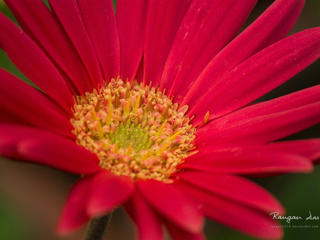 Windows 8の花、鳥、蝶HDの壁紙 #6 - 1024x768