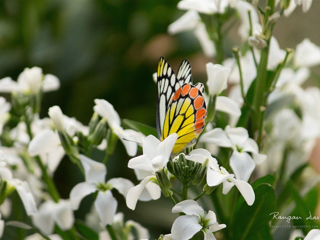 Windows 8 flores pájaros mariposa HD wallpapers #20 - 1024x768