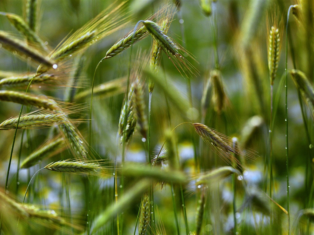 Suède saisons beauté naturelle écran HD #4 - 1024x768