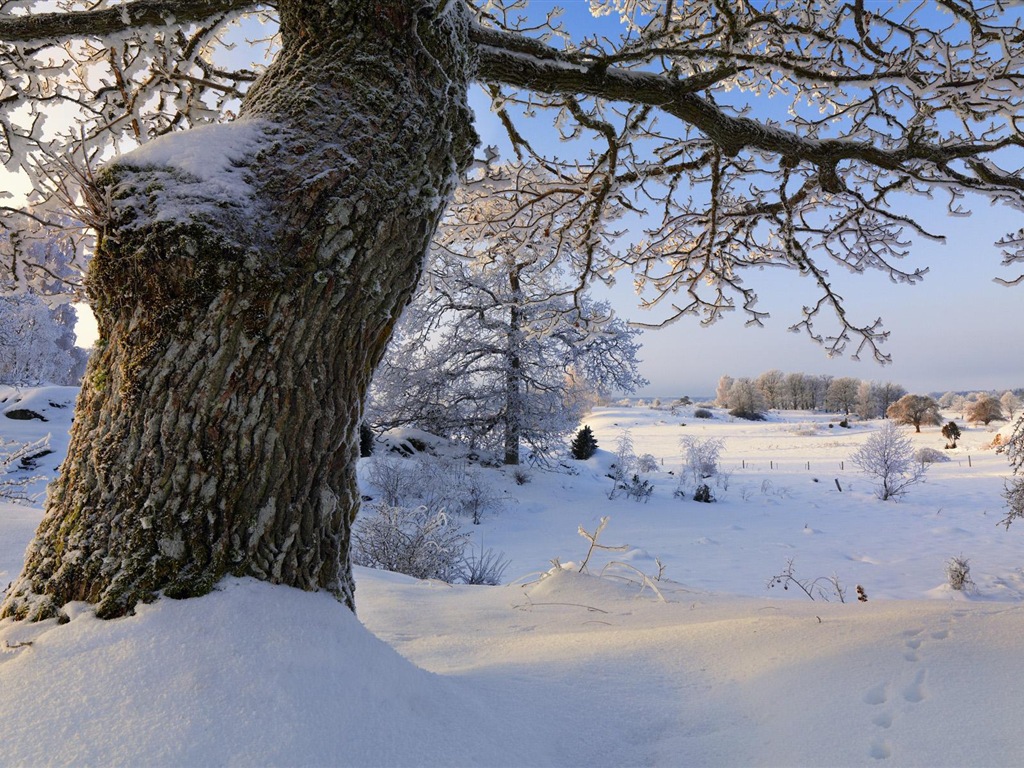 스웨덴 사계절 자연의 아름다움 HD 배경 화면 #13 - 1024x768