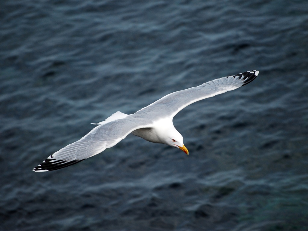 Sea bird seagull HD wallpapers #2 - 1024x768