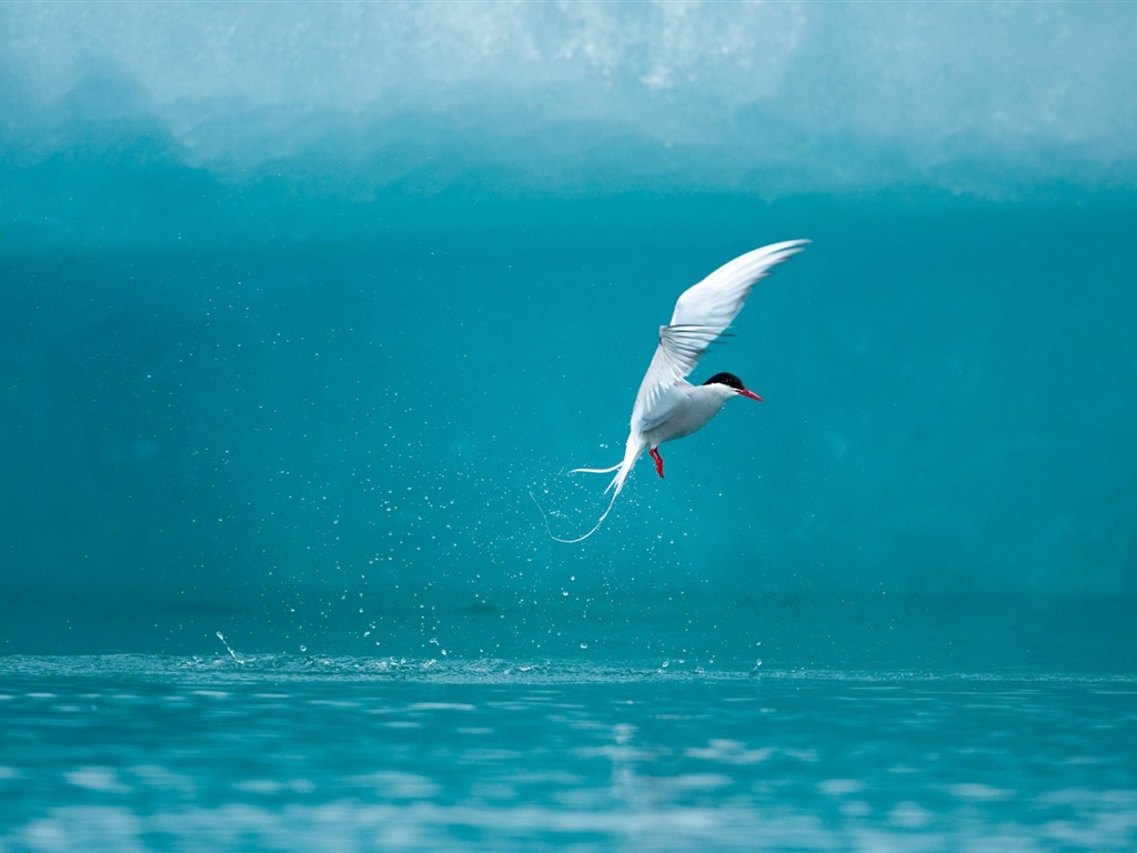 Sea bird seagull HD wallpapers #5 - 1024x768