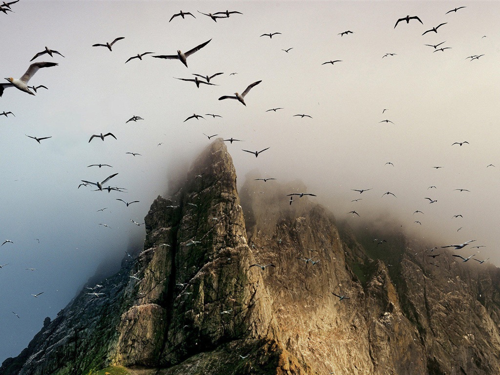 海上的鸟 海鸥高清壁纸12 - 1024x768