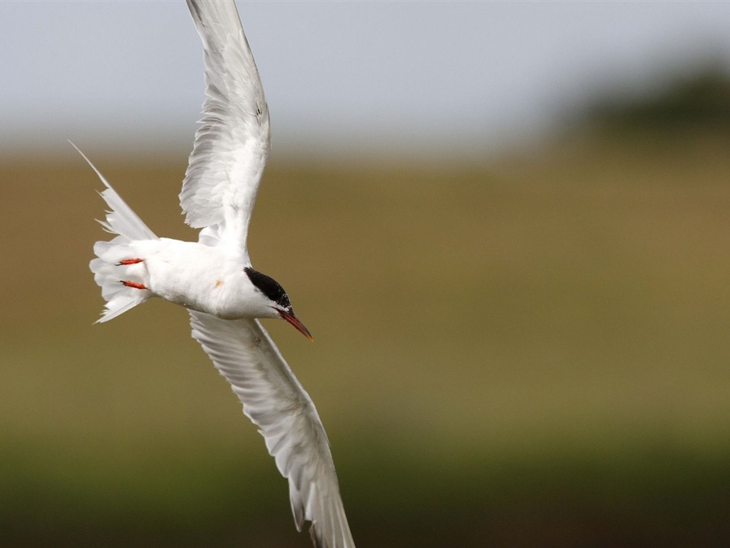 Sea bird seagull HD wallpapers #18 - 1024x768