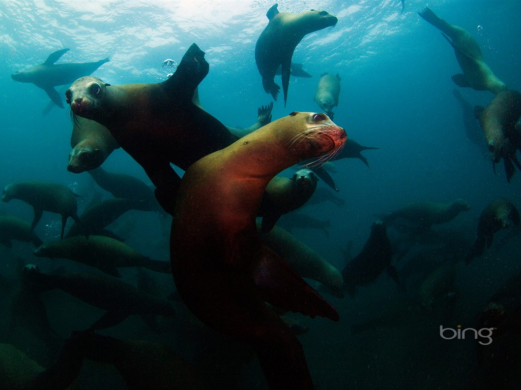 2013 Bing 必應秋季風景、動物、城市高清壁紙 #6 - 1024x768