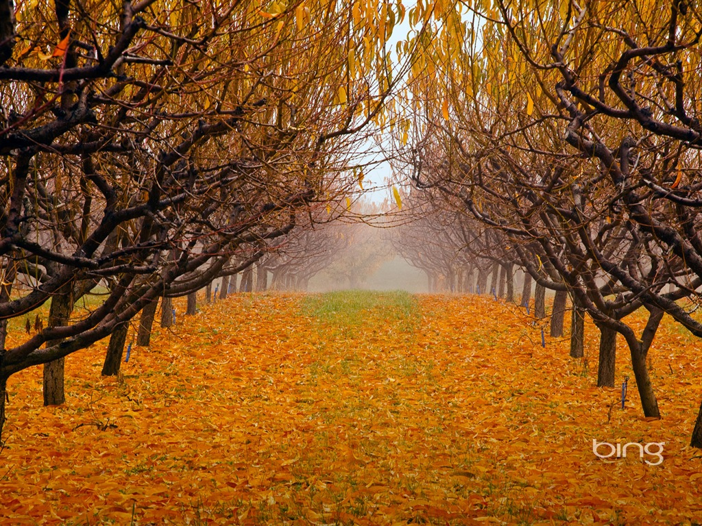 2013 Bing Herbst Landschaften, Tiere, urban HD Wallpaper #28 - 1024x768