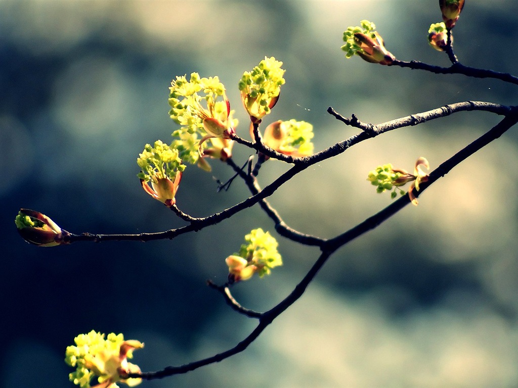 Primavera brotes en los árboles wallpapers HD #6 - 1024x768