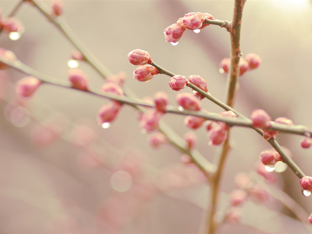Frühjahr Knospen an den Bäumen HD Wallpaper #7 - 1024x768